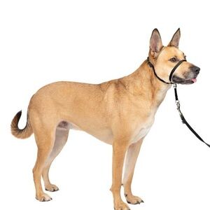 PetSafe Gentle Leader Headcollar - Adjustable Dog Harness - M - Black